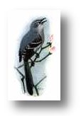 An illustrated bird perched on a branch with a light background, showing detailed feathers and a compact profile.