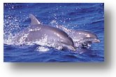A dolphin swims near the surface of the ocean with its body partially emerging from blue water.