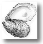 Oyster Shell