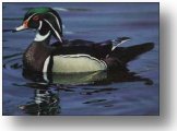 Wood Duck